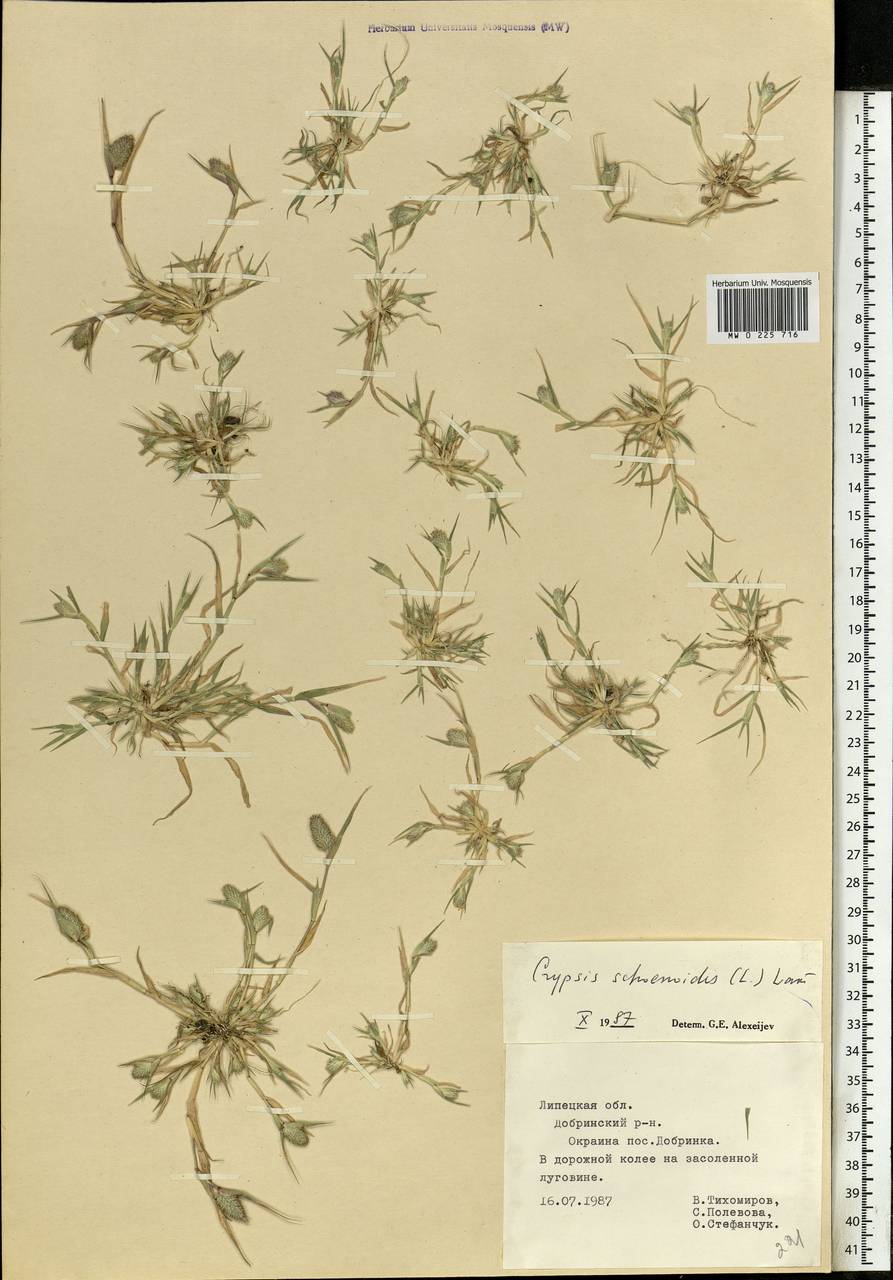 Sporobolus schoenoides (L.) P.M.Peterson, Eastern Europe, Central forest-and-steppe region (E6) (Russia)