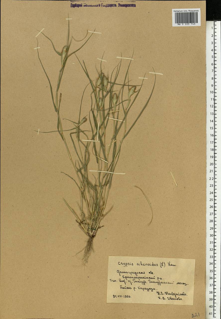 Sporobolus schoenoides (L.) P.M.Peterson, Eastern Europe, Lower Volga region (E9) (Russia)