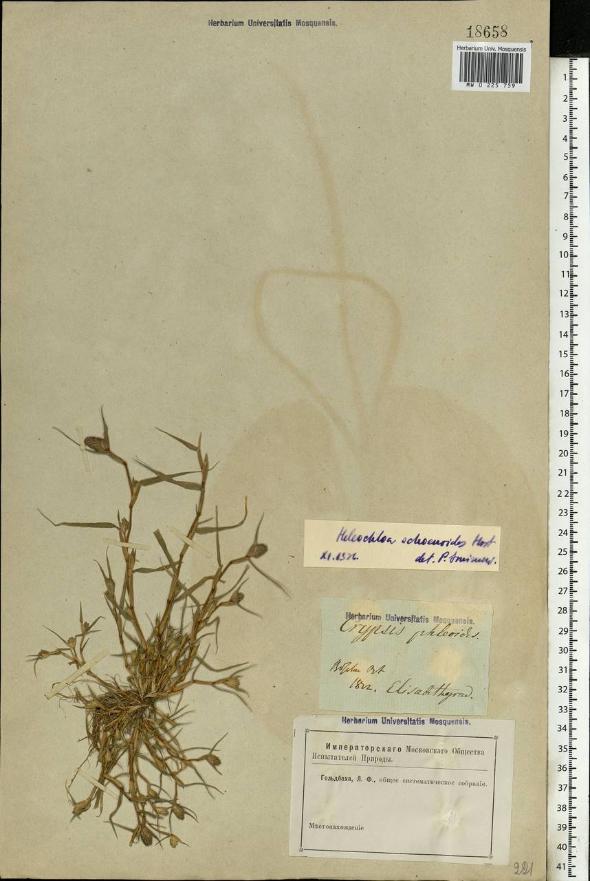 Sporobolus schoenoides (L.) P.M.Peterson, Eastern Europe, South Ukrainian region (E12) (Ukraine)