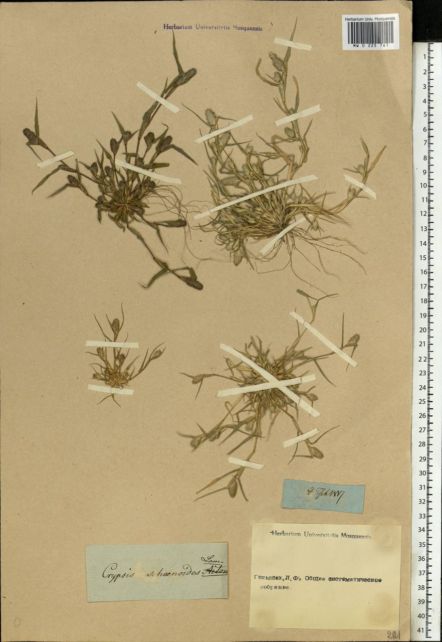 Sporobolus schoenoides (L.) P.M.Peterson, Eastern Europe, Rostov Oblast (E12a) (Russia)