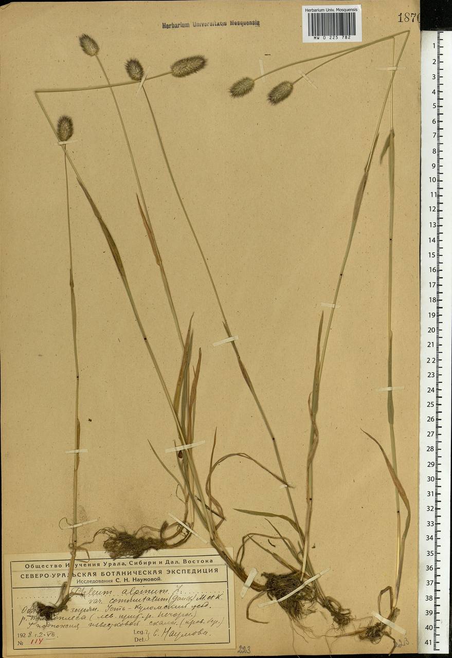 Phleum alpinum L., Eastern Europe, Northern region (E1) (Russia)