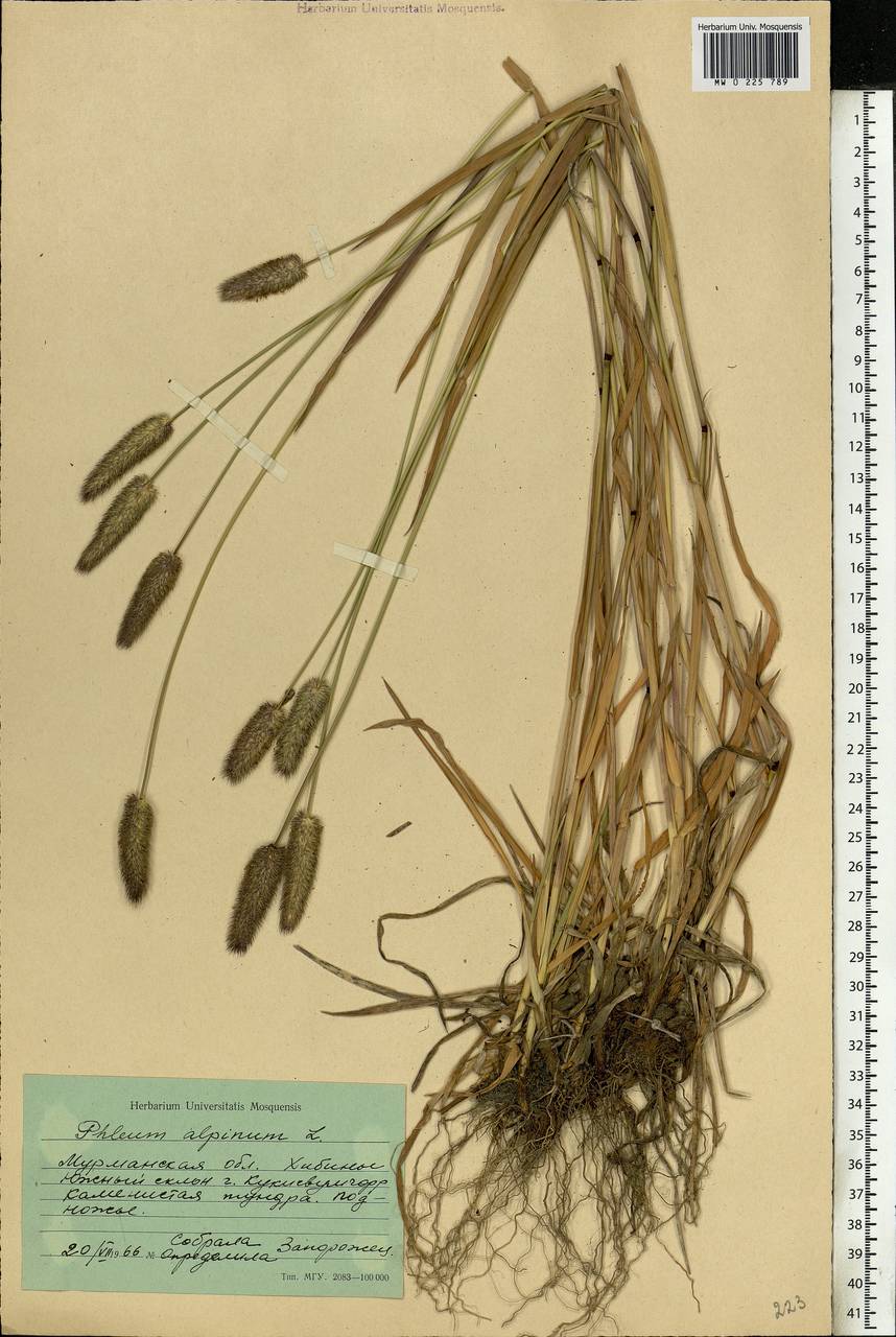 Phleum alpinum L., Eastern Europe, Northern region (E1) (Russia)