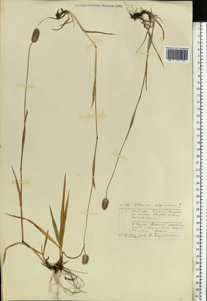 Phleum alpinum L., Eastern Europe, Northern region (E1) (Russia)