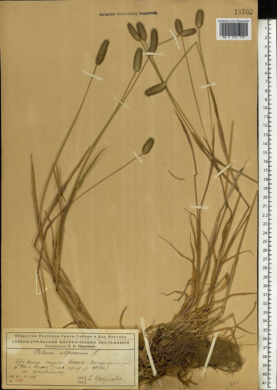 Phleum alpinum L., Eastern Europe, Northern region (E1) (Russia)