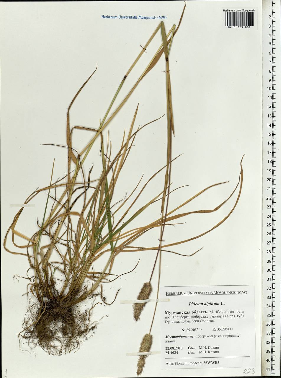 Phleum alpinum L., Eastern Europe, Northern region (E1) (Russia)