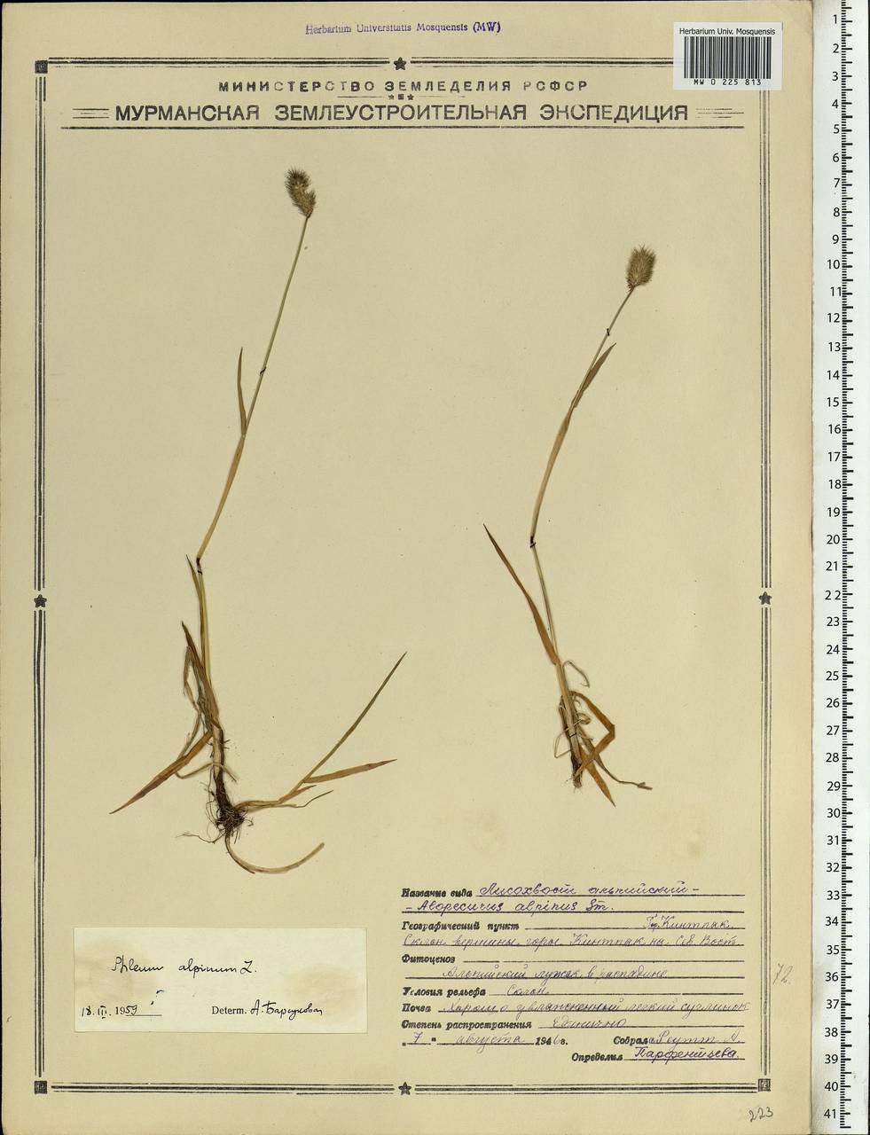 Phleum alpinum L., Eastern Europe, Northern region (E1) (Russia)