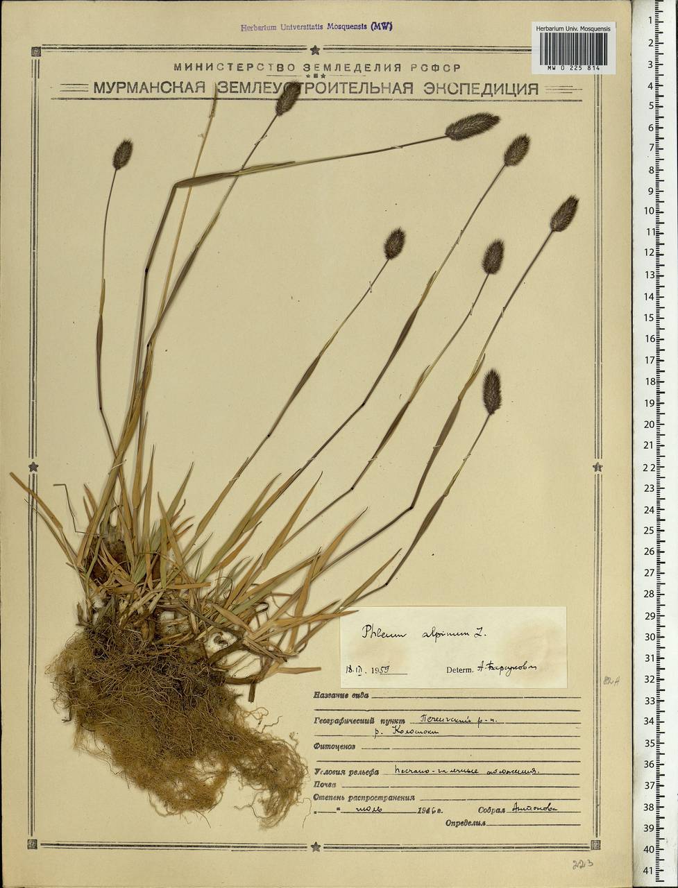 Phleum alpinum L., Eastern Europe, Northern region (E1) (Russia)