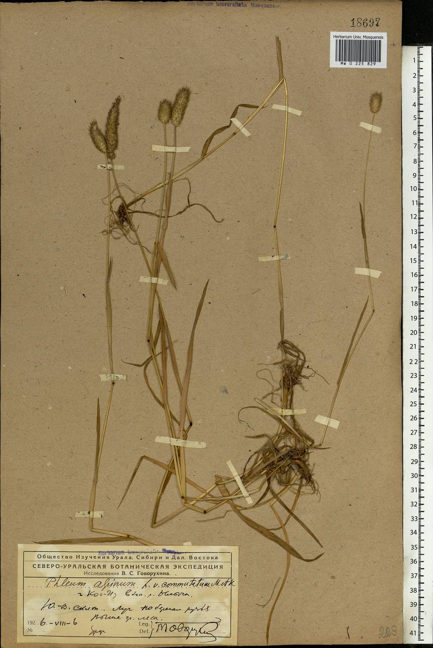 Phleum alpinum L., Eastern Europe, Northern region (E1) (Russia)