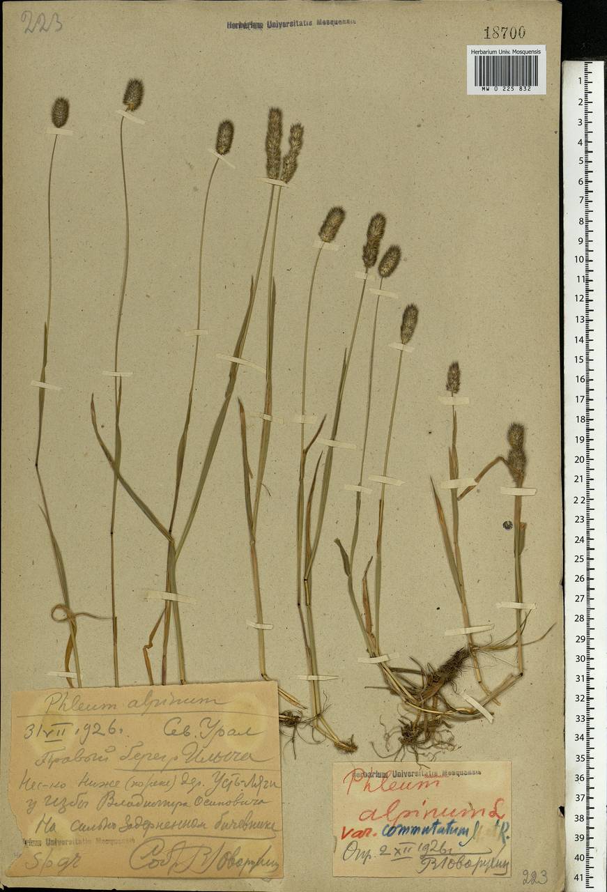 Phleum alpinum L., Eastern Europe, Northern region (E1) (Russia)