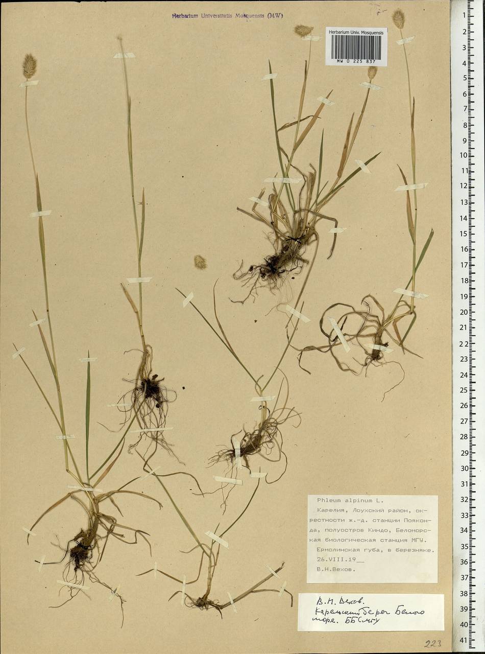 Phleum alpinum L., Eastern Europe, Northern region (E1) (Russia)