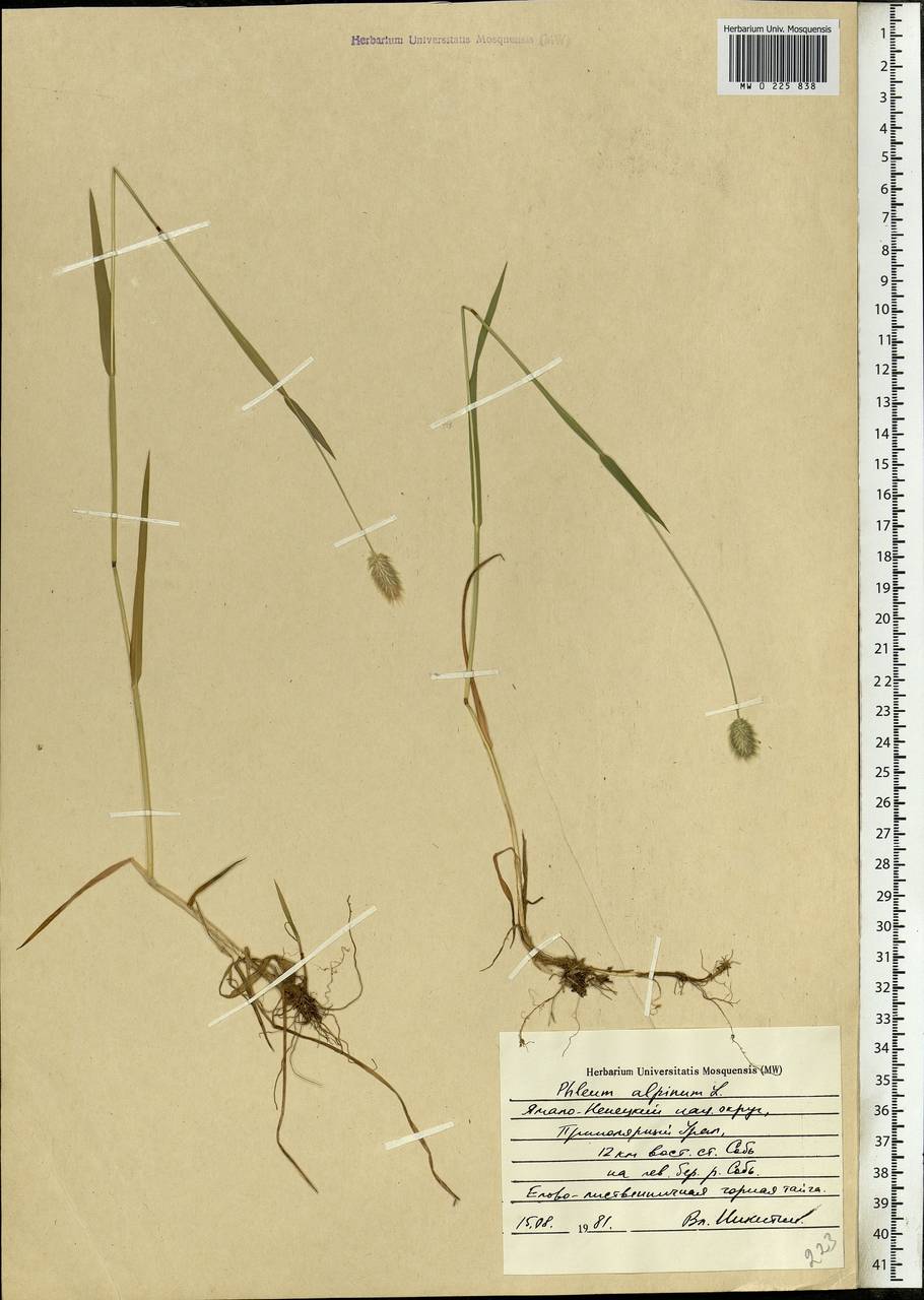 Phleum alpinum L., Siberia, Western Siberia (S1) (Russia)