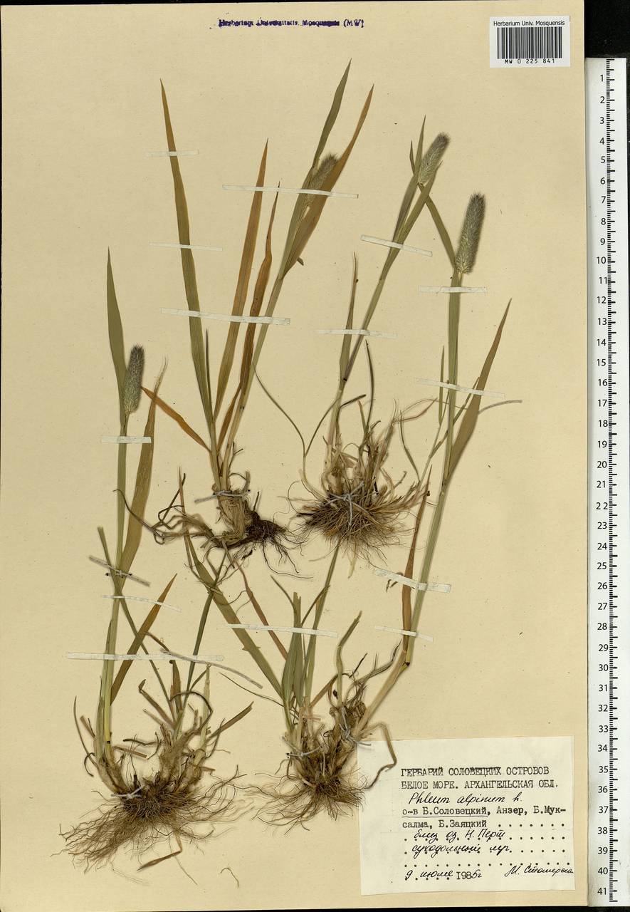 Phleum alpinum L., Eastern Europe, Northern region (E1) (Russia)