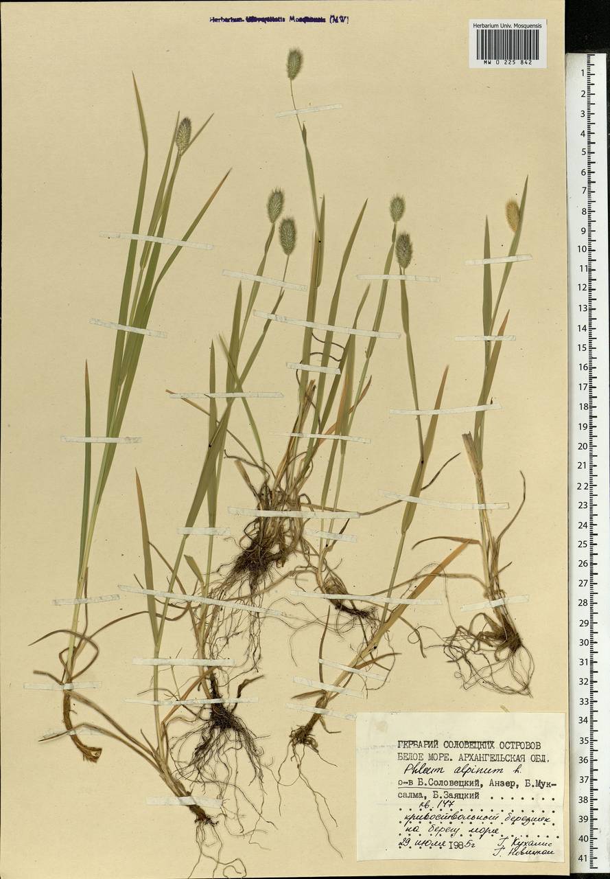 Phleum alpinum L., Eastern Europe, Northern region (E1) (Russia)