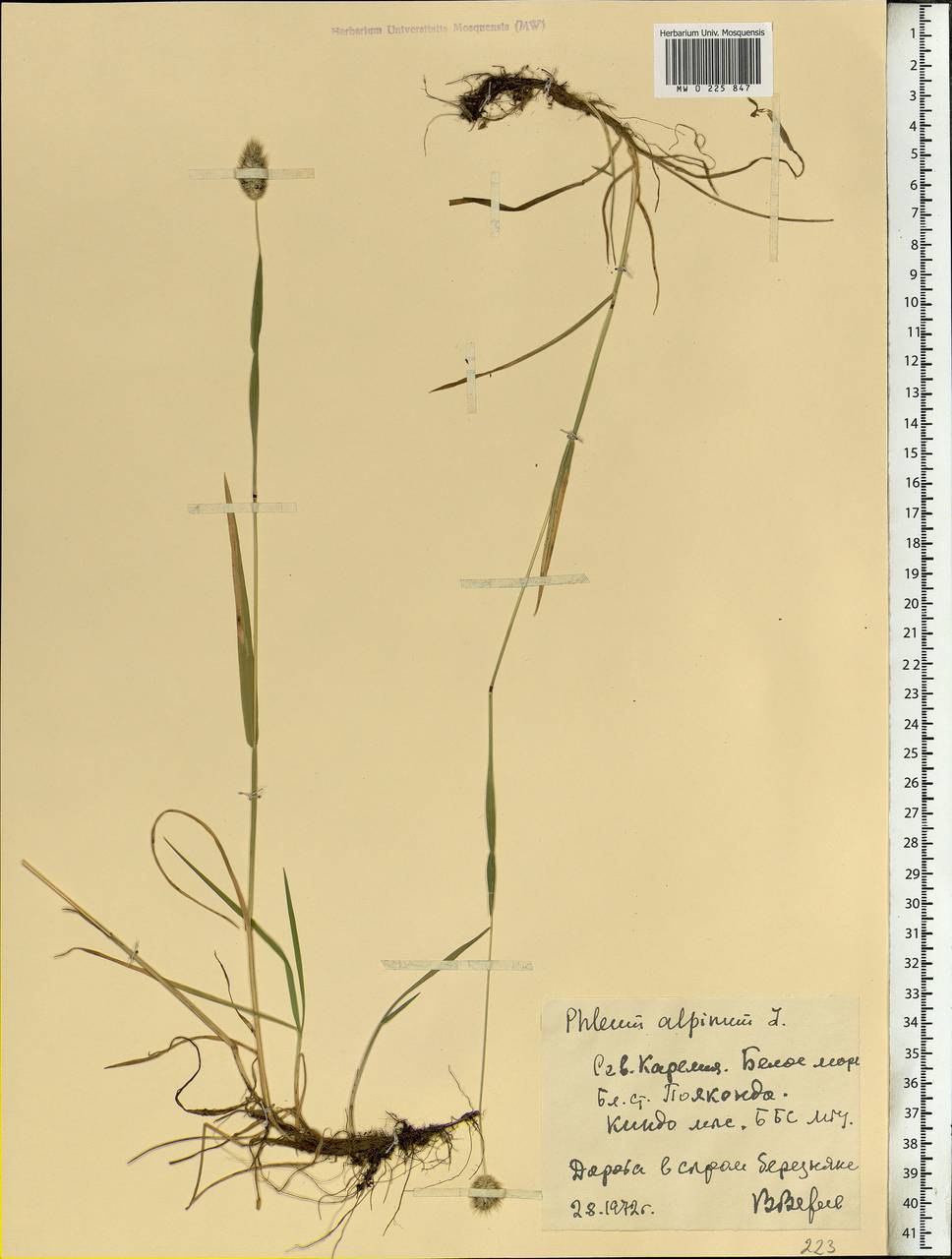Phleum alpinum L., Eastern Europe, Northern region (E1) (Russia)