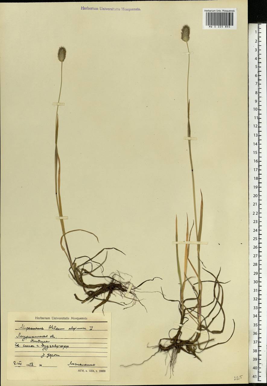 Phleum alpinum L., Eastern Europe, Northern region (E1) (Russia)