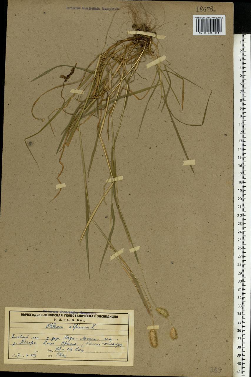 Phleum alpinum L., Eastern Europe, Northern region (E1) (Russia)