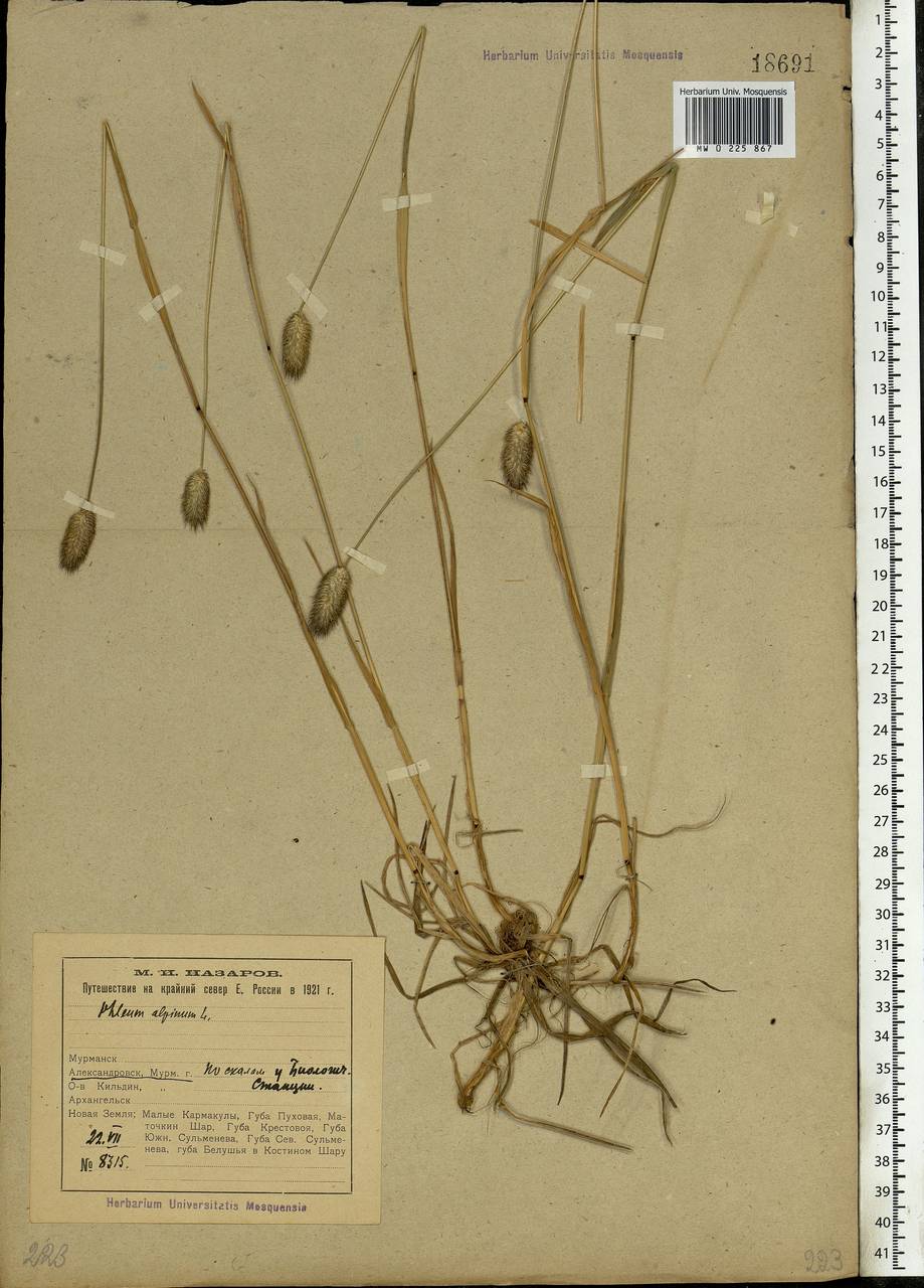 Phleum alpinum L., Eastern Europe, Northern region (E1) (Russia)