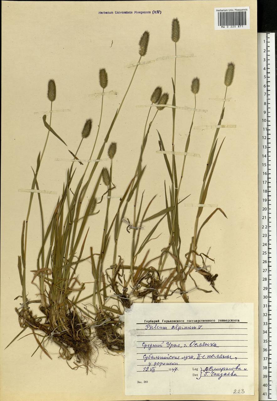 Phleum alpinum L., Eastern Europe, Eastern region (E10) (Russia)