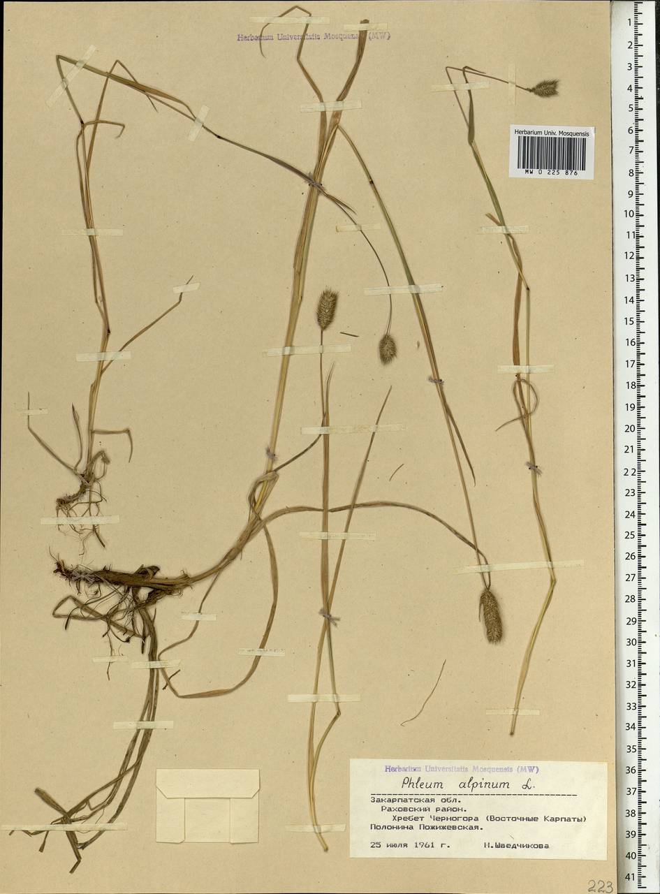 Phleum alpinum L., Eastern Europe, West Ukrainian region (E13) (Ukraine)