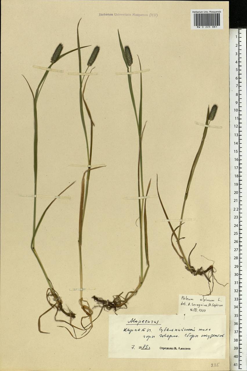 Phleum alpinum L., Eastern Europe, West Ukrainian region (E13) (Ukraine)