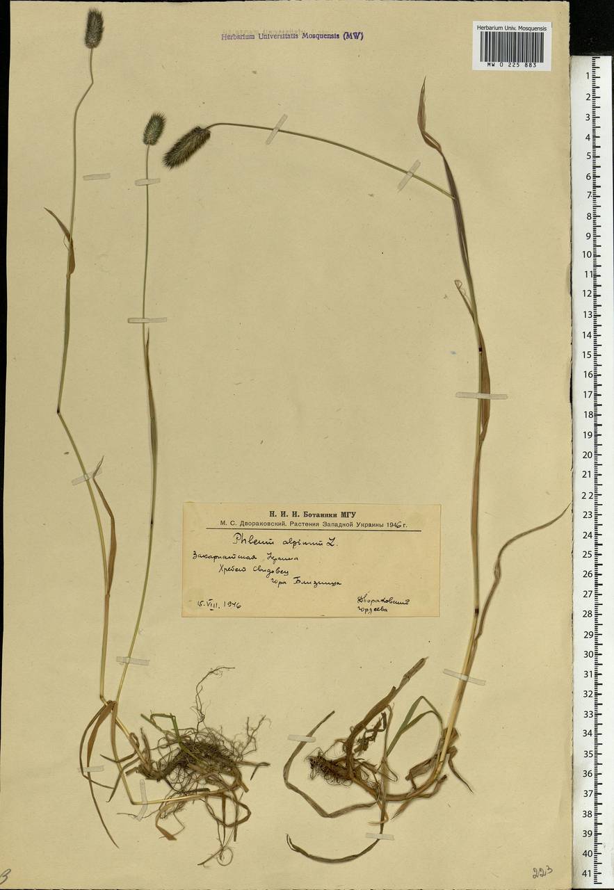 Phleum alpinum L., Eastern Europe, West Ukrainian region (E13) (Ukraine)