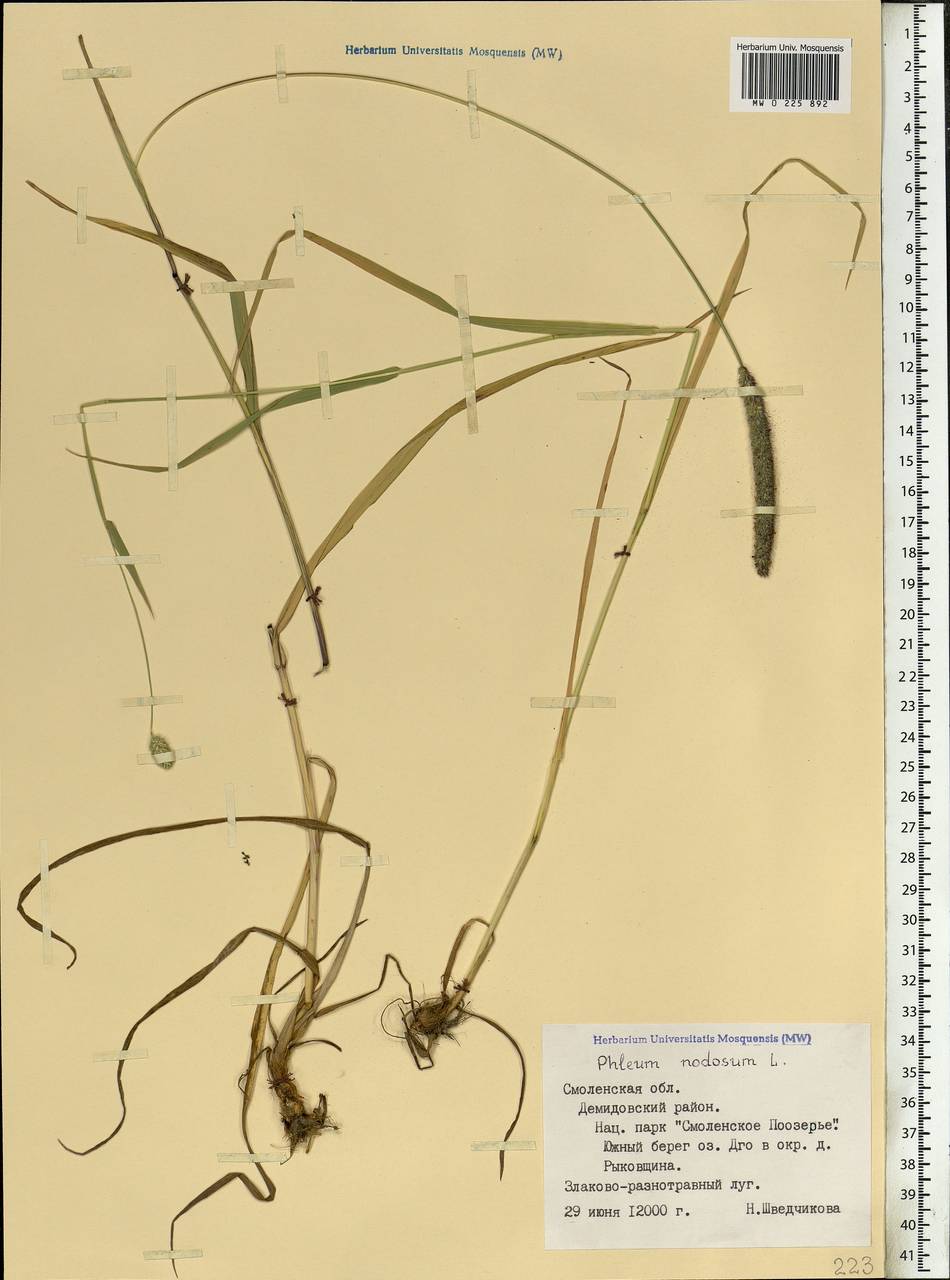 Phleum pratense L., Eastern Europe, Western region (E3) (Russia)