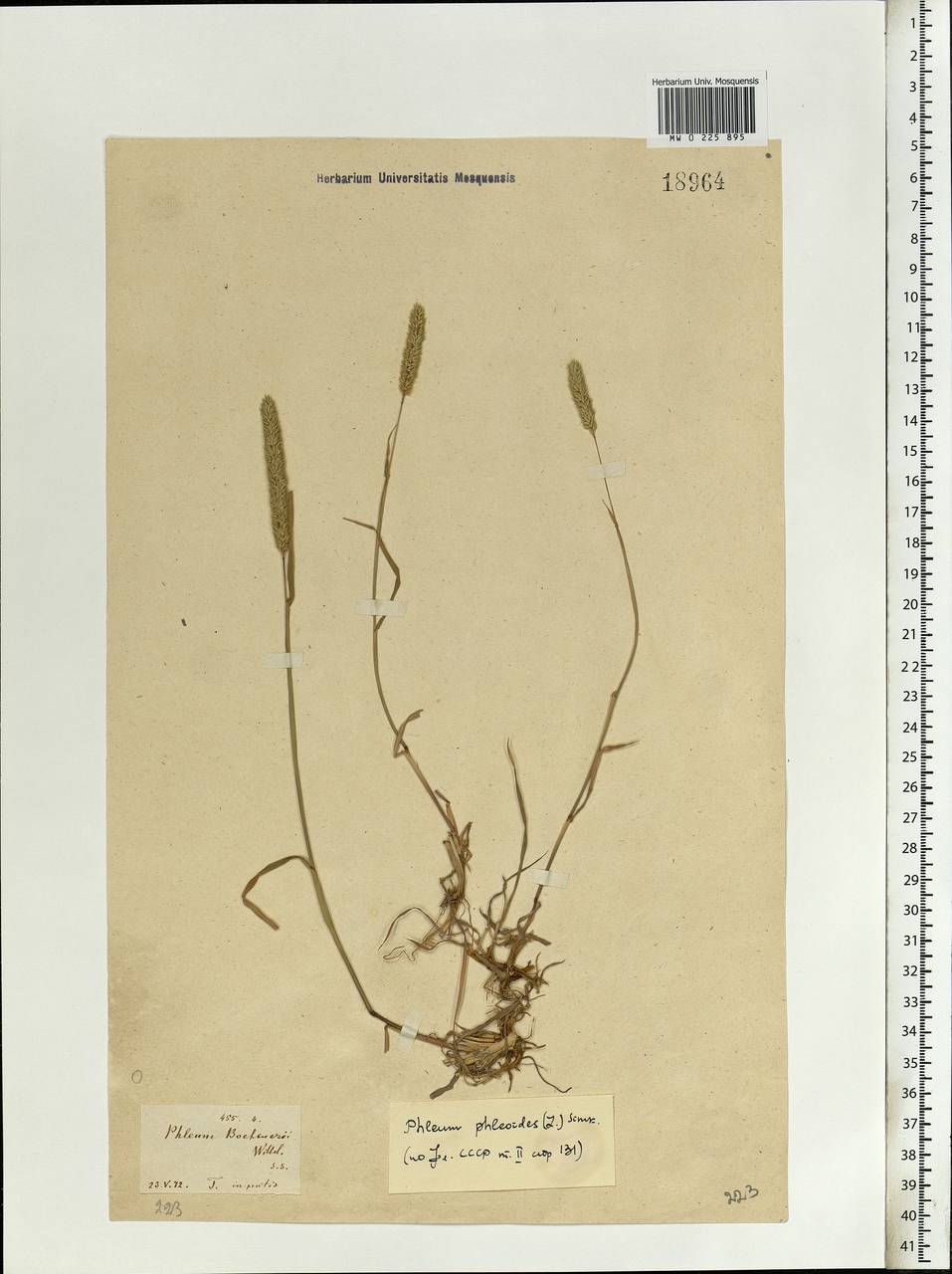 Phleum phleoides (L.) H.Karst., Eastern Europe (no precise locality) (E0) (Not classified)