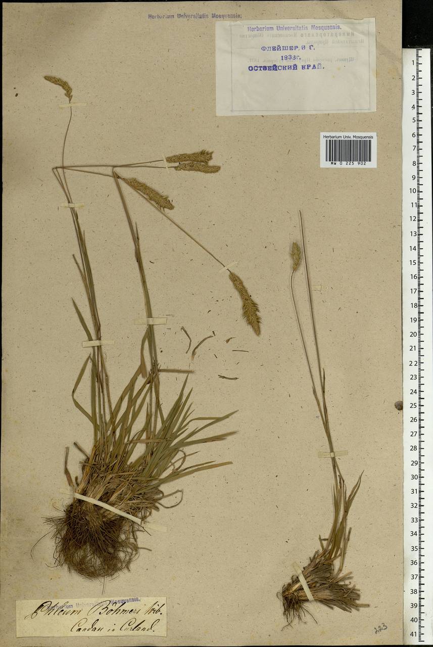 Phleum phleoides (L.) H.Karst., Eastern Europe, Latvia (E2b) (Latvia)