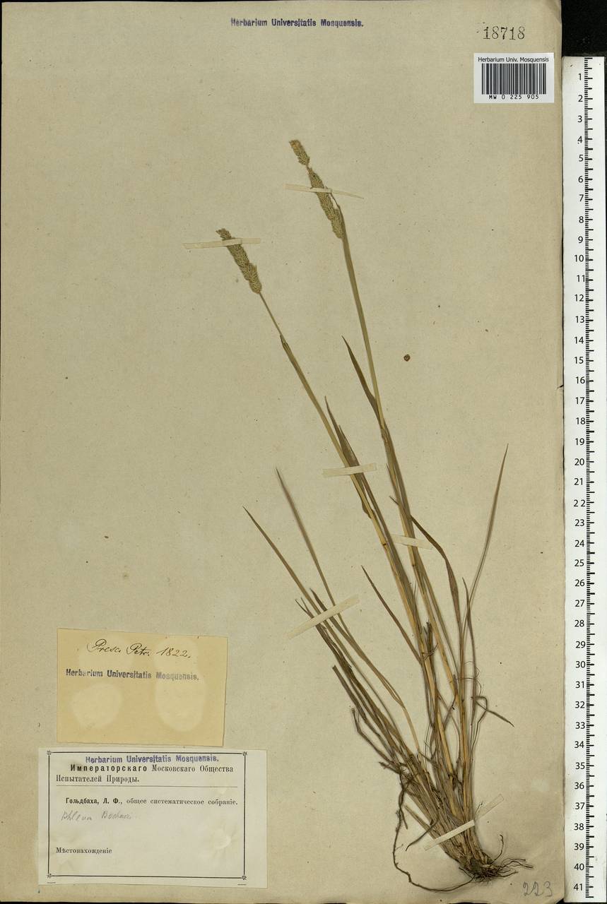 Phleum phleoides (L.) H.Karst., Eastern Europe, North-Western region (E2) (Russia)