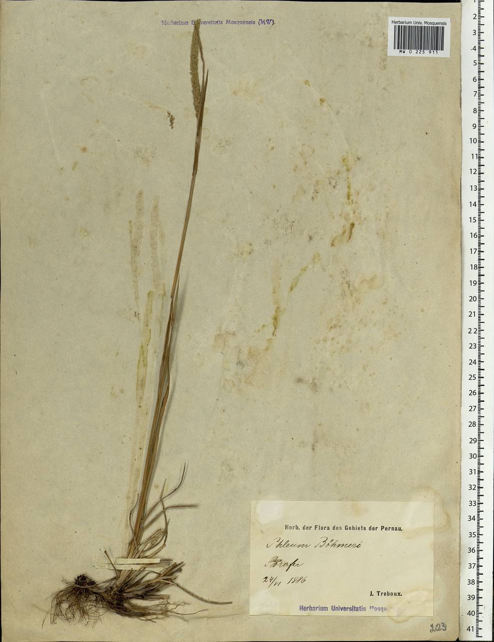 Phleum phleoides (L.) H.Karst., Eastern Europe, Estonia (E2c) (Estonia)
