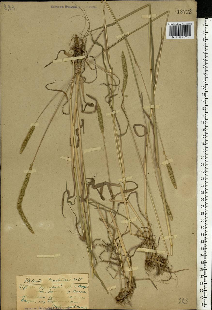 Phleum phleoides (L.) H.Karst., Eastern Europe, Western region (E3) (Russia)