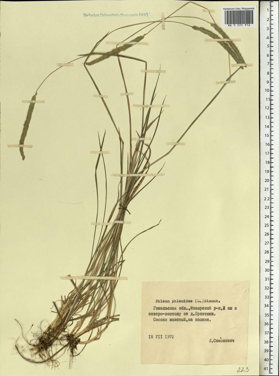 Phleum phleoides (L.) H.Karst., Eastern Europe, Belarus (E3a) (Belarus)