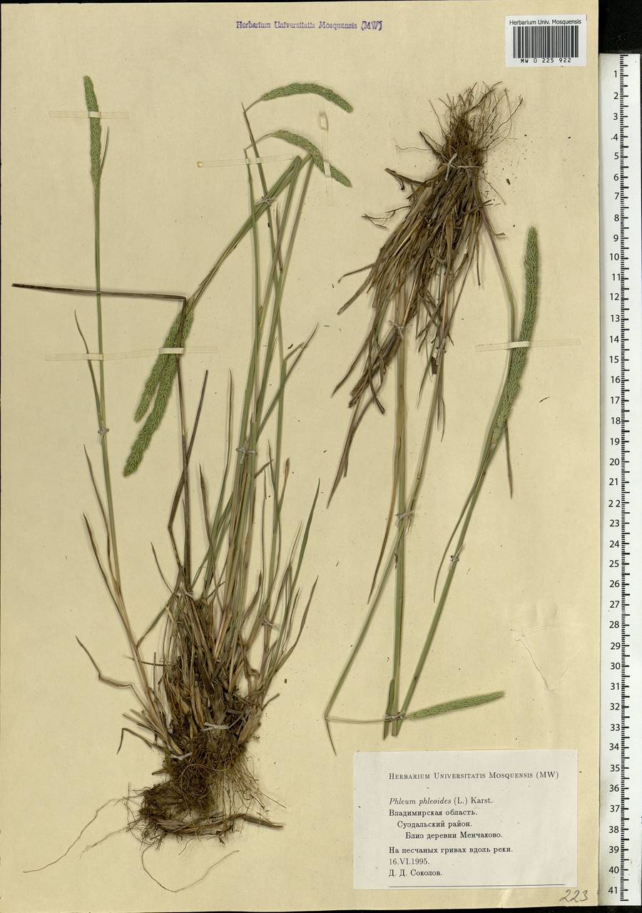 Phleum phleoides (L.) H.Karst., Eastern Europe, Central region (E4) (Russia)