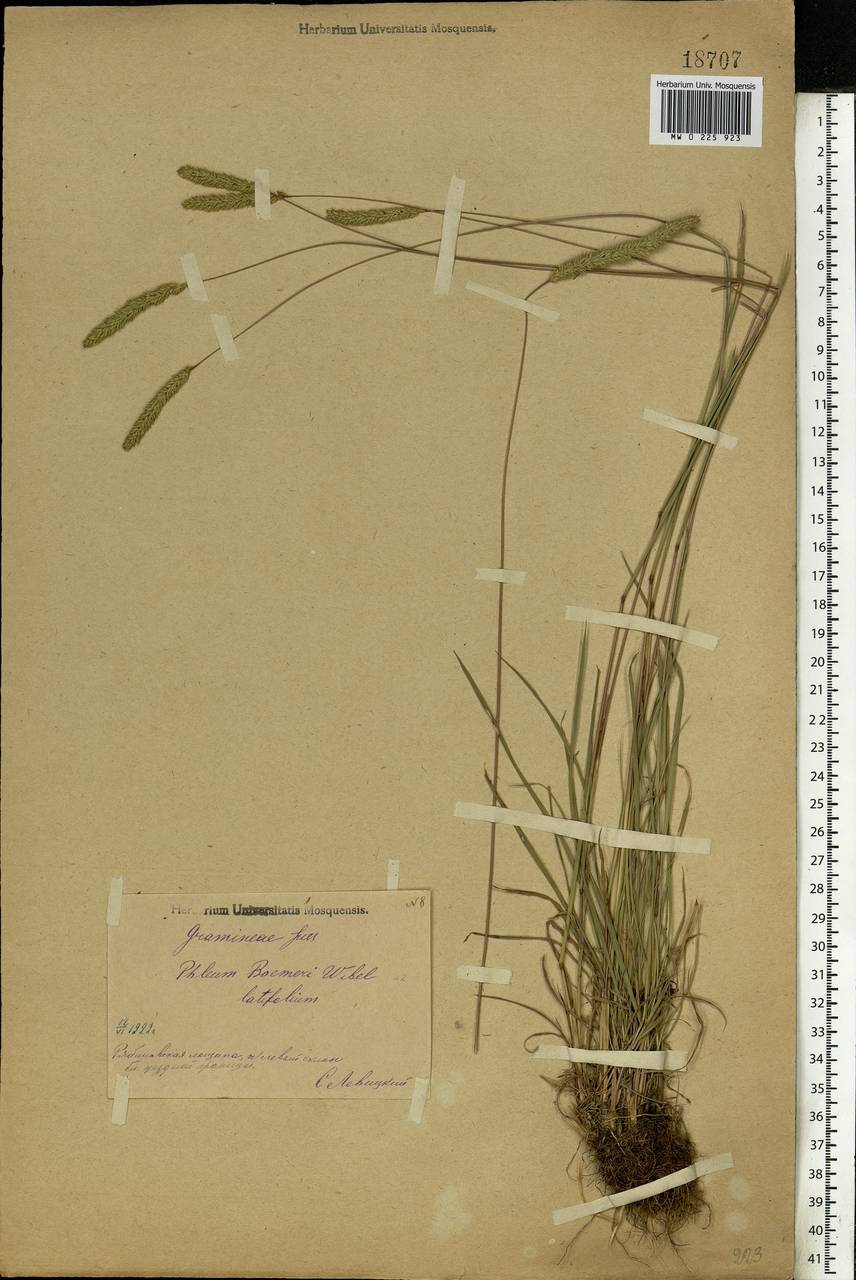 Phleum phleoides (L.) H.Karst., Eastern Europe, Central region (E4) (Russia)