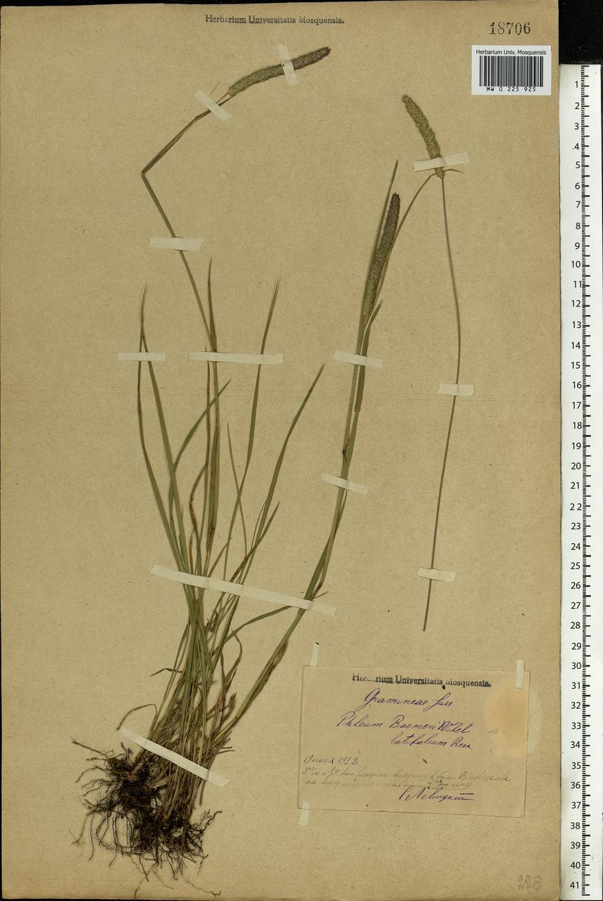 Phleum phleoides (L.) H.Karst., Eastern Europe, Central region (E4) (Russia)