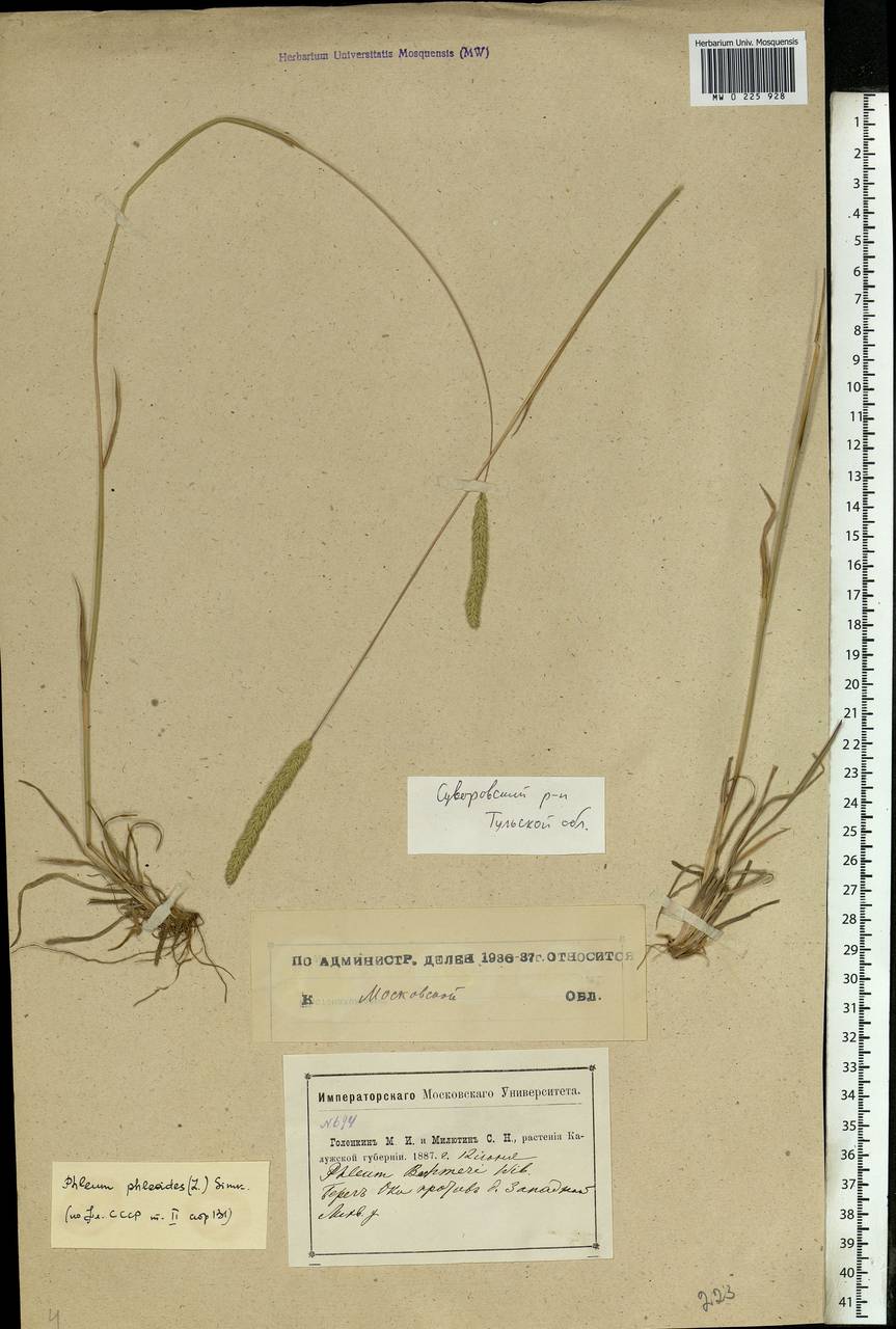 Phleum phleoides (L.) H.Karst., Eastern Europe, Central region (E4) (Russia)