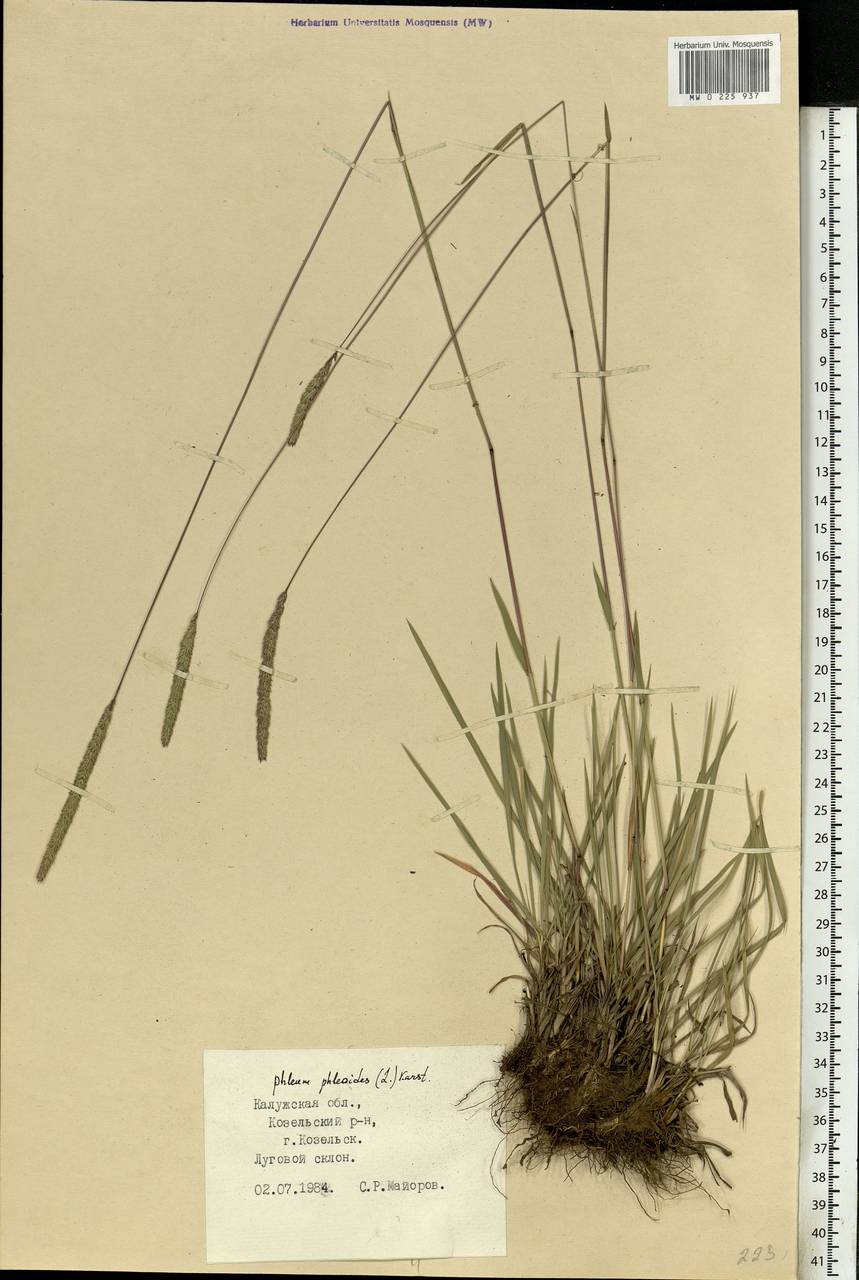 Phleum phleoides (L.) H.Karst., Eastern Europe, Central region (E4) (Russia)