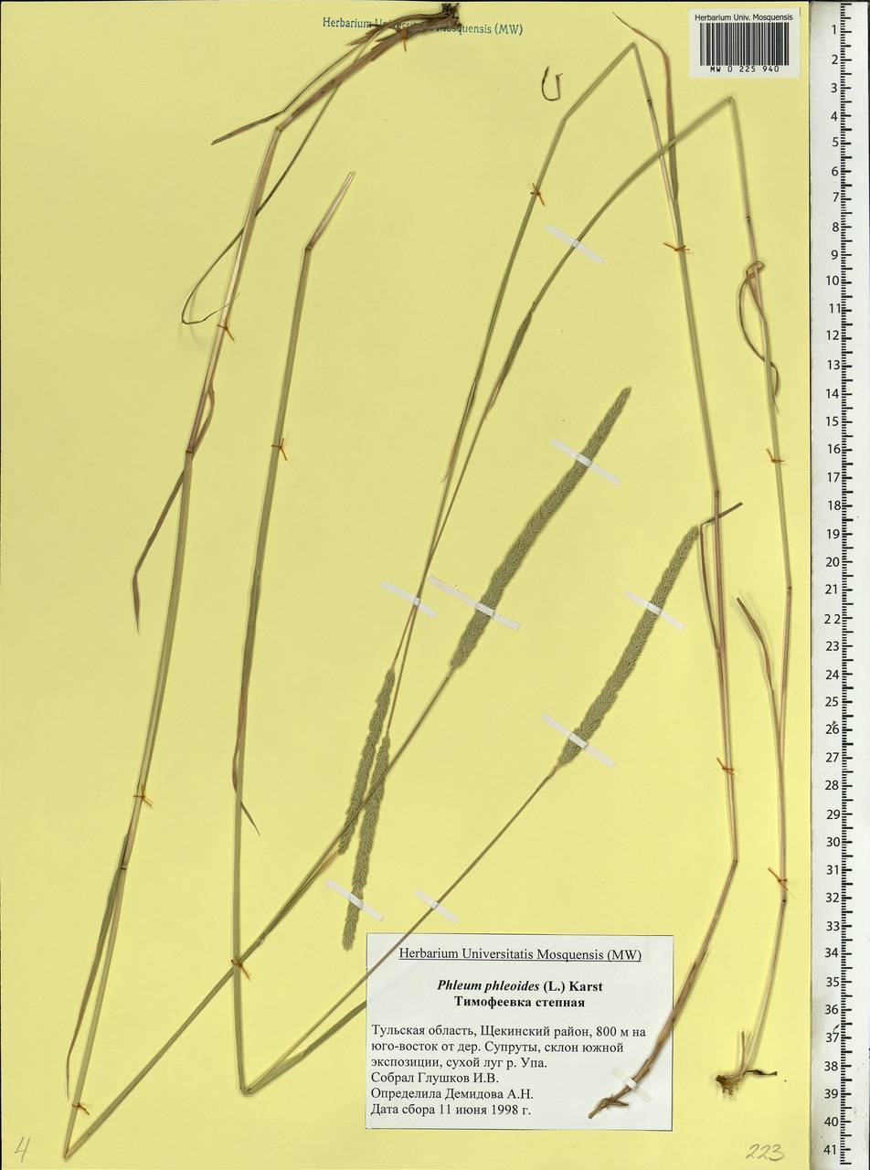 Phleum phleoides (L.) H.Karst., Eastern Europe, Central region (E4) (Russia)