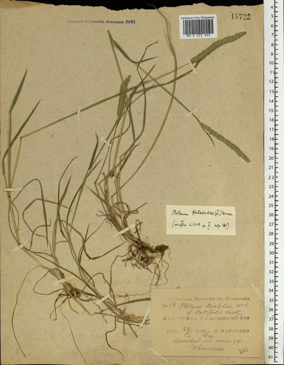 Phleum phleoides (L.) H.Karst., Eastern Europe, Central region (E4) (Russia)