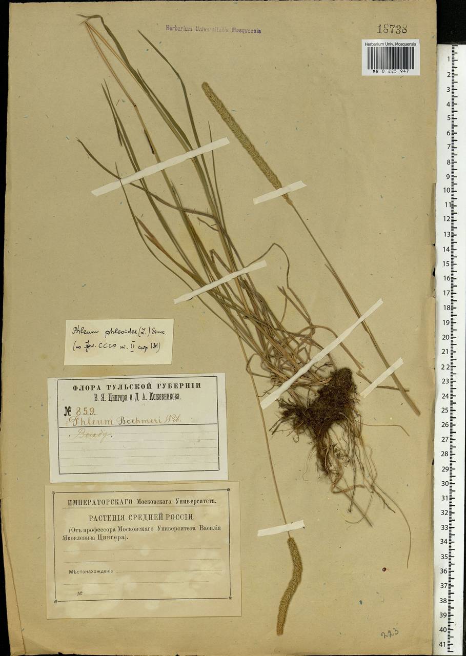 Phleum phleoides (L.) H.Karst., Eastern Europe, Central region (E4) (Russia)