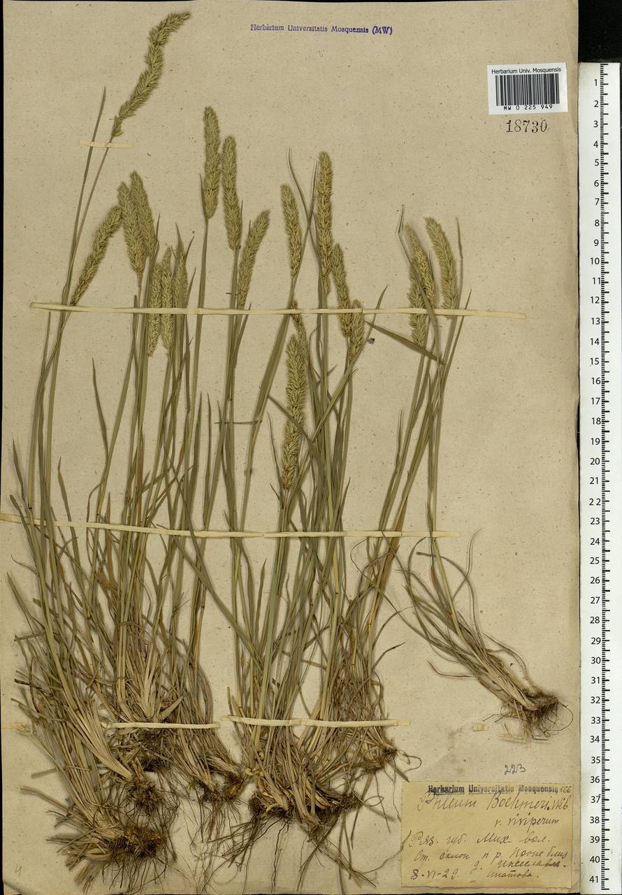 Phleum phleoides (L.) H.Karst., Eastern Europe, Central region (E4) (Russia)