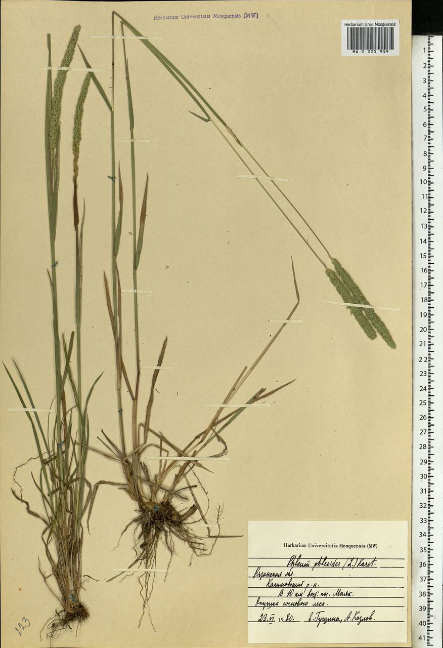 Phleum phleoides (L.) H.Karst., Eastern Europe, Central region (E4) (Russia)