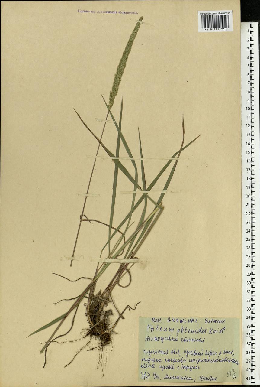 Phleum phleoides (L.) H.Karst., Eastern Europe, Central region (E4) (Russia)