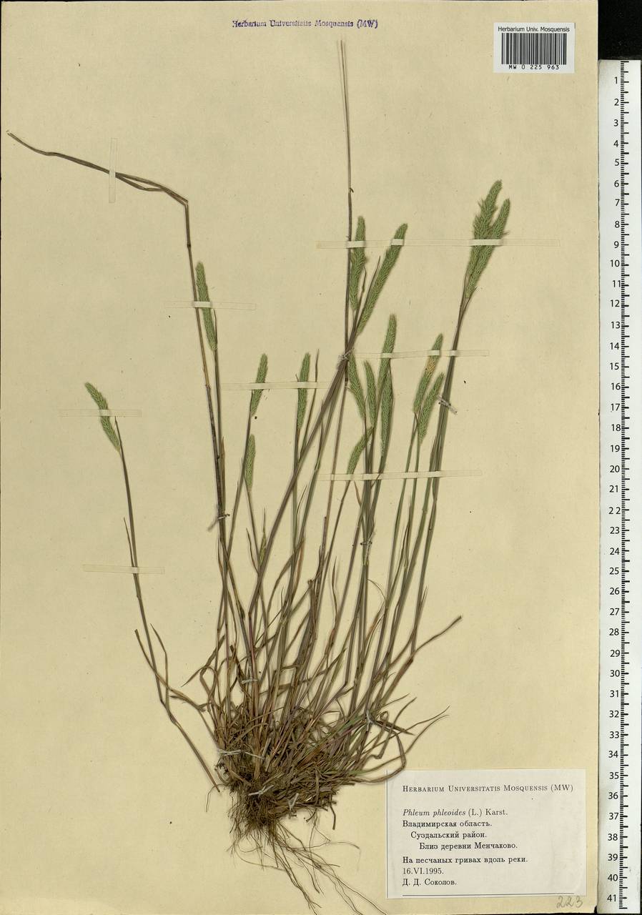 Phleum phleoides (L.) H.Karst., Eastern Europe, Central region (E4) (Russia)