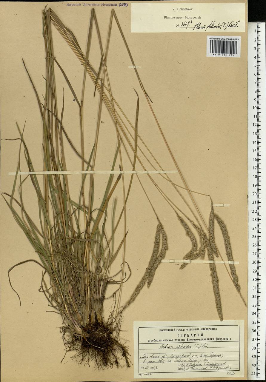 Phleum phleoides (L.) H.Karst., Eastern Europe, Moscow region (E4a) (Russia)