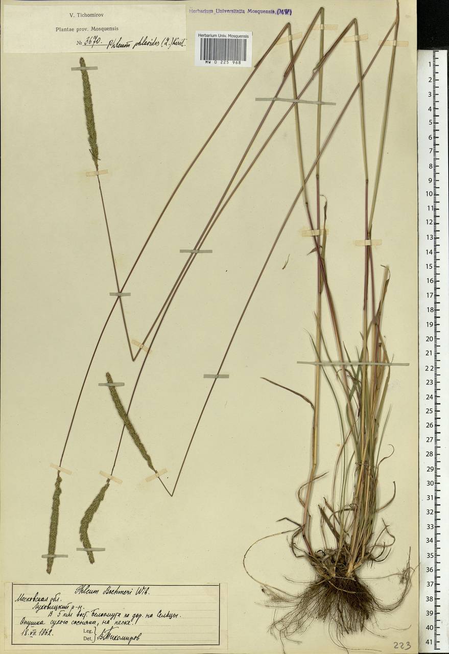 Phleum phleoides (L.) H.Karst., Eastern Europe, Moscow region (E4a) (Russia)