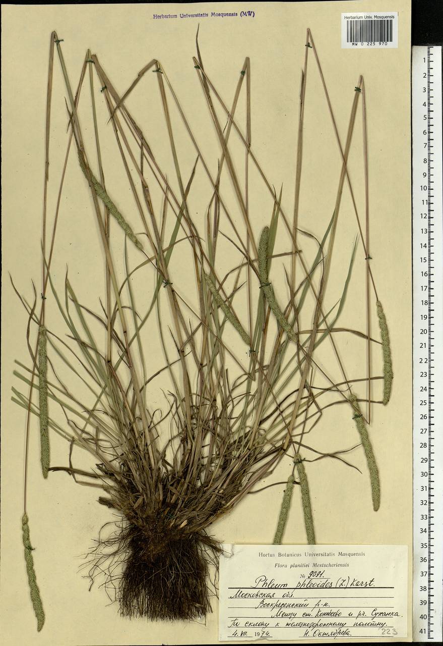 Phleum phleoides (L.) H.Karst., Eastern Europe, Moscow region (E4a) (Russia)