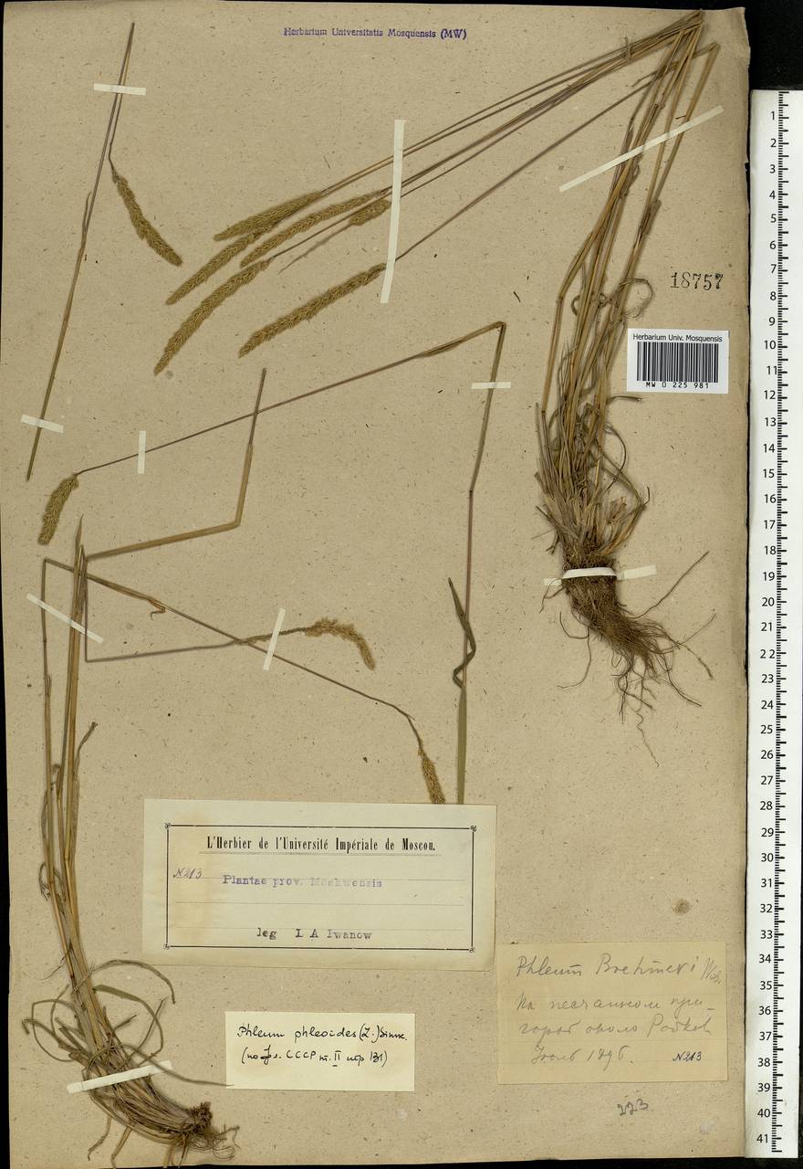 Phleum phleoides (L.) H.Karst., Eastern Europe, Moscow region (E4a) (Russia)