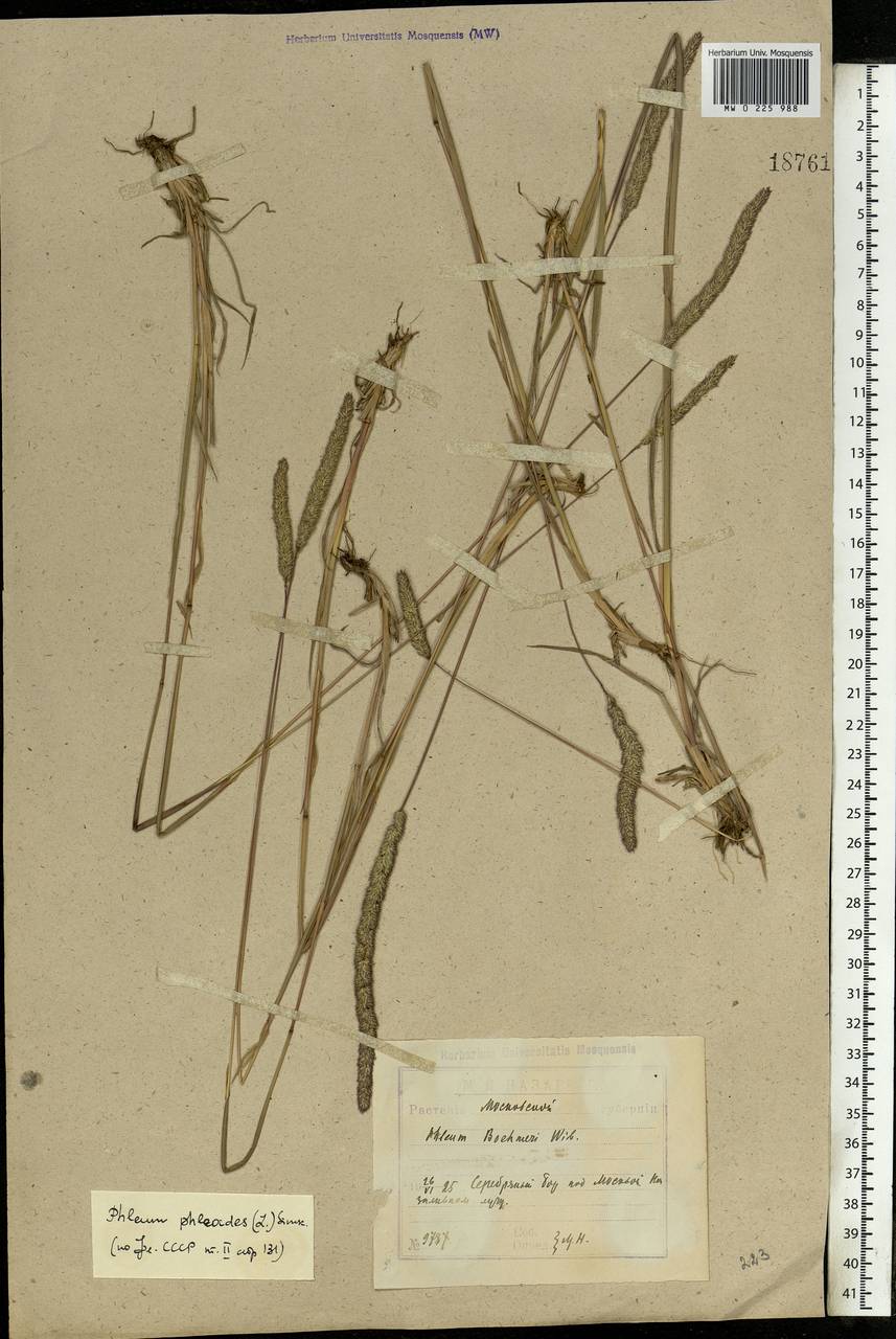 Phleum phleoides (L.) H.Karst., Eastern Europe, Moscow region (E4a) (Russia)