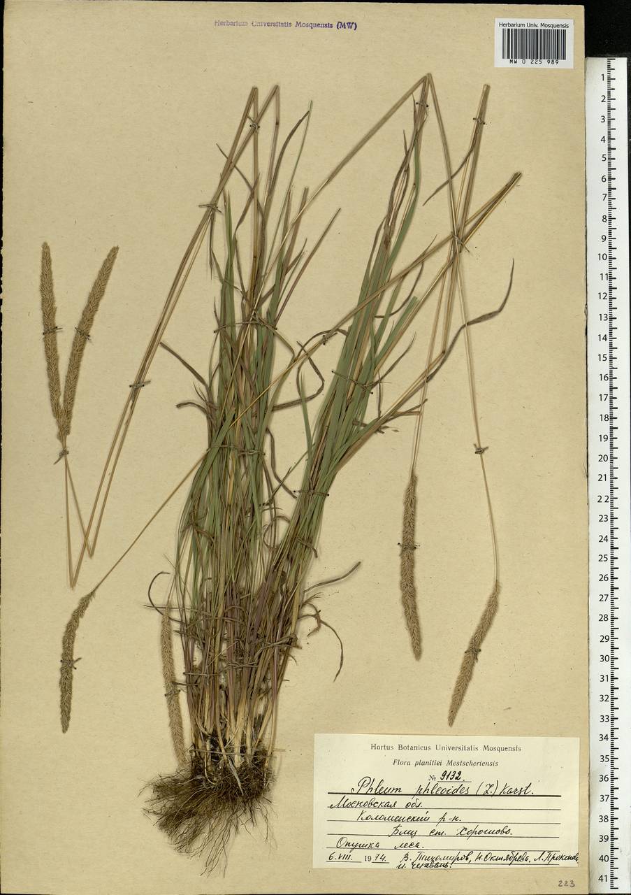 Phleum phleoides (L.) H.Karst., Eastern Europe, Moscow region (E4a) (Russia)